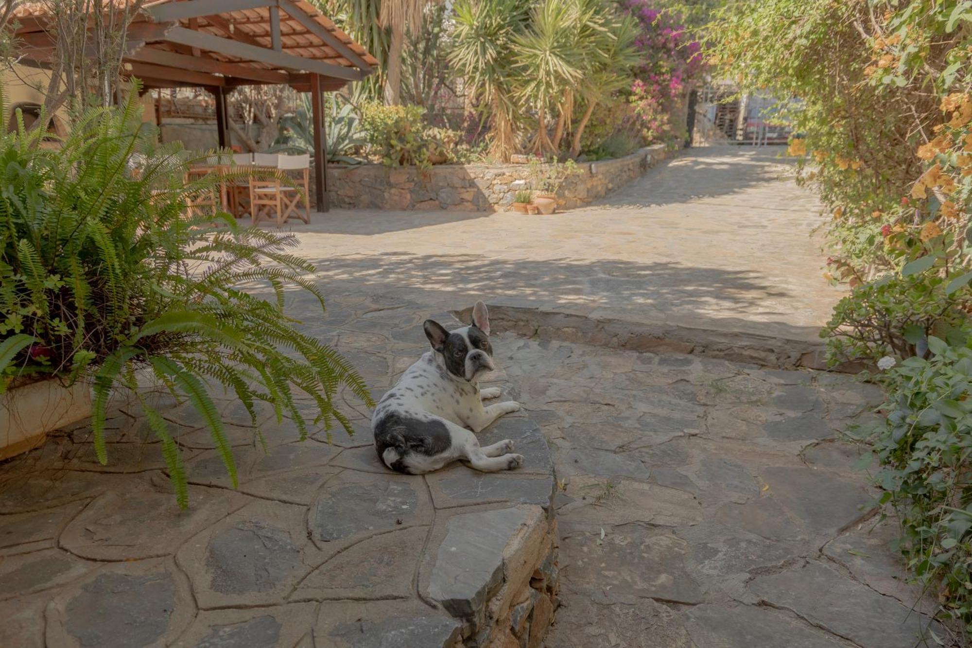 Private Pet Friendly Villa Агиос-Николаос Экстерьер фото